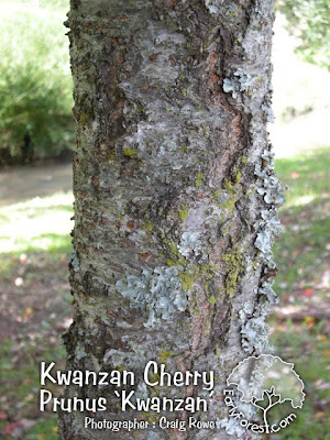 kwanzan cherry tree leaves. cherry tree bark. cherry tree