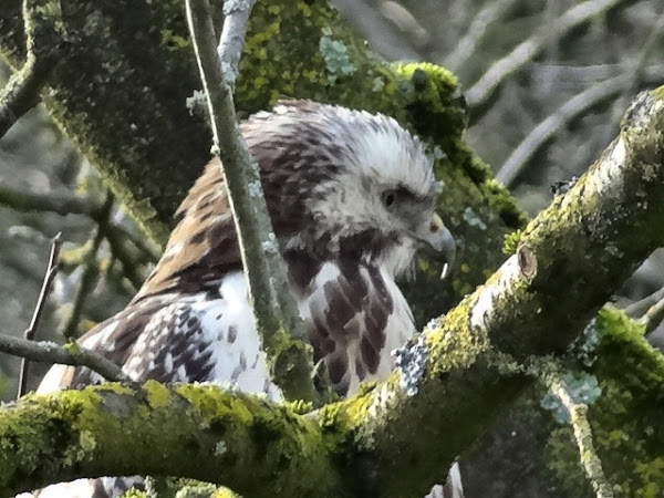 Roofvogel in boomgaard