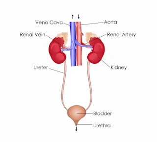 Excretory organs in humans