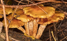 Armillaria species, Honey Fungus.  Beckenham Place Park, 16 October 2016.