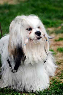 Lhasa Apso Profiled