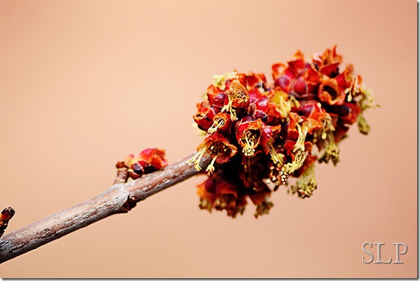 maple tree buds-w