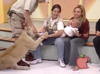 A Lion Grabbed Her Baby On Live TV. What The Handler Told Mom To Do Sounds Insane