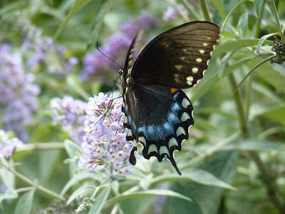 black female tiger swallowtail