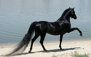 Beautiful Black Horse hd Wallpaper