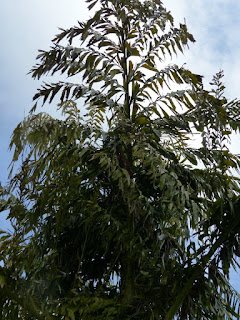 Caryota cumingii - Palmier de Cuming - Palmier queue de poisson - Palmier céleri