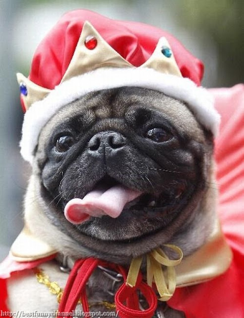 king of dogs.