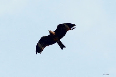 Black Kite