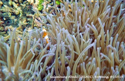 Clownfish