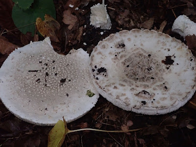 grzyby 2018, grzyby we wrześniu, gatunki rzadkie, kolorowe borowiki, borowikgładkotrzonowy, boletus depilatus, borowik przyczepkowy, borowik korzeniasty, borowikrudopurpurowy, koźlarze, jadalne muchomory, muchomor jeżowaty,muchomor szyszkowaty, porównanie muchomorów, muchomor zielonawy, kubeczniki, innoporek dwuwarstwowy