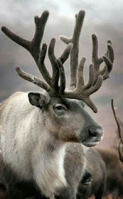 Reindeer, or caribou, can outperform all other land animals in their energy efficiency