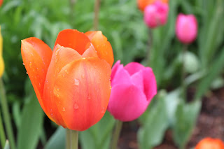 Orange and pink Tulips