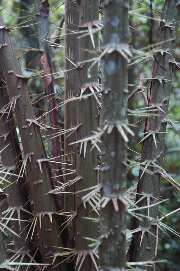 Thorns on a tree