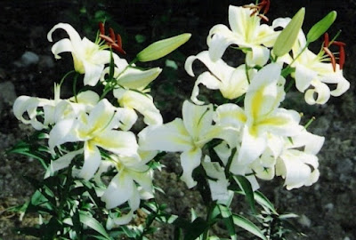 Lilium auratum var. auratum