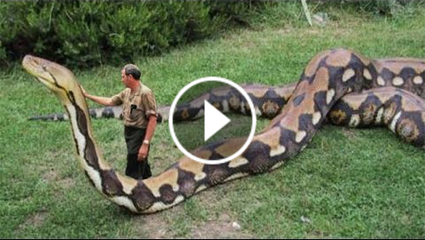 SHOCKING: SEE 10+ BIGGEST SNAKES EVER THAT REALLY EXIST - WATCH VIDEO HOW THEY ARE THREAT! (PHOTOS/VIDEO)