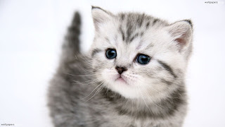 Cat Wallpapers HD