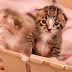 kitten rescue