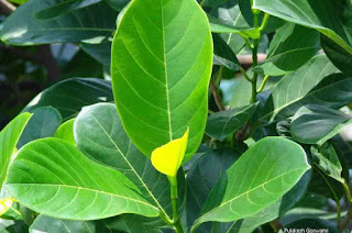 Benefits of Jackfruit Leaves