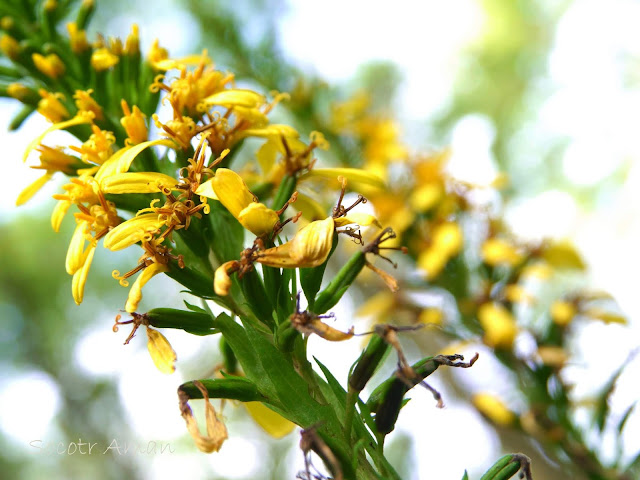 Ligularia stenocephala