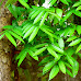 Brazilian Mahogany Tree A Comprehensive Guide