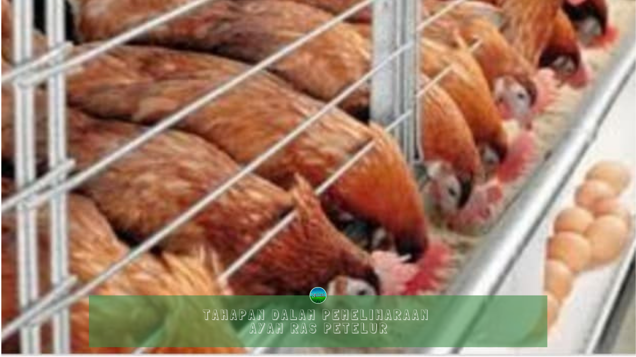 Tahapan Dalam Pemeliharaan  Ayam  Ras Petelur 