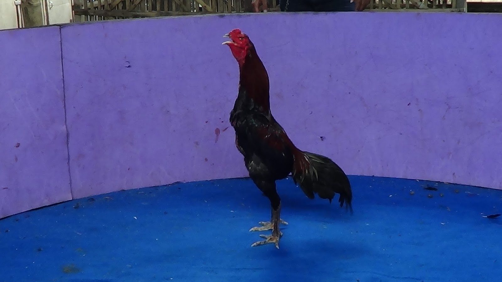 Ayam Petarung Jogjakarta: anak CINDELARAS PUKULAN SUPER 