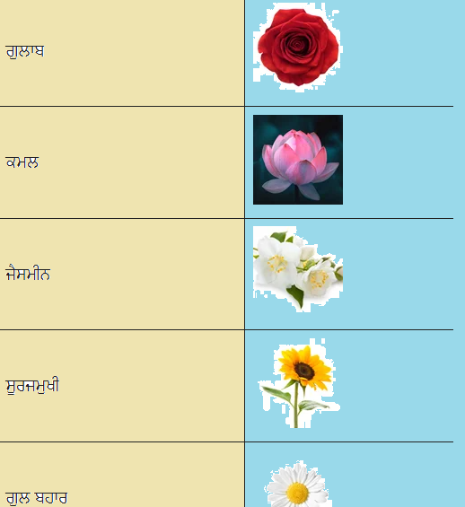 Flower Names in Punjabi