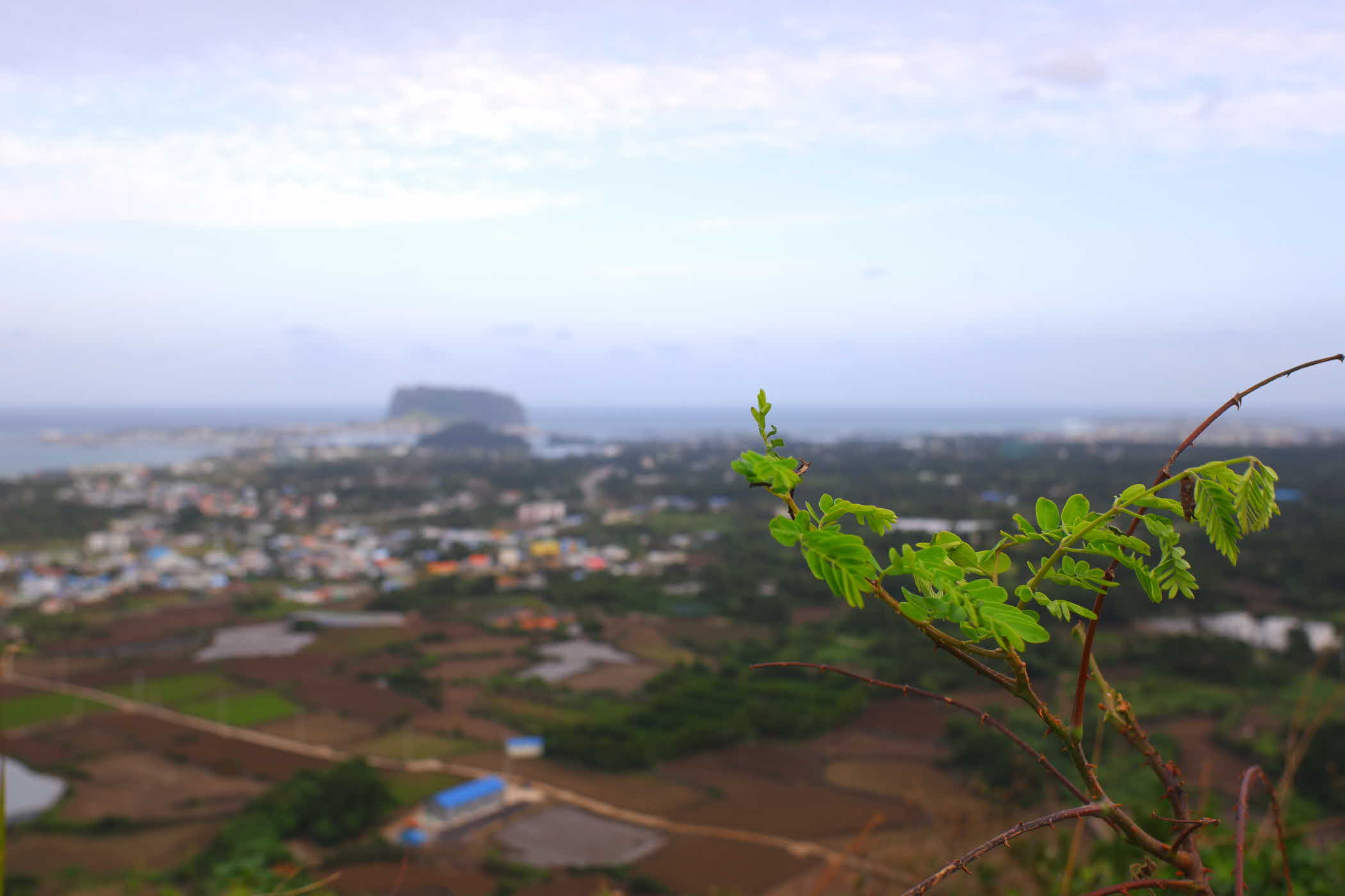 jeju