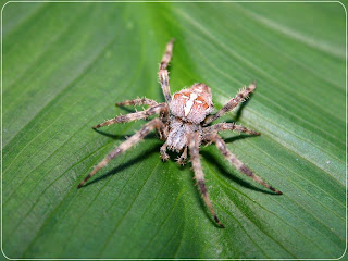 Spider Wallpapers