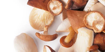 Precautions to Note for mushrooms