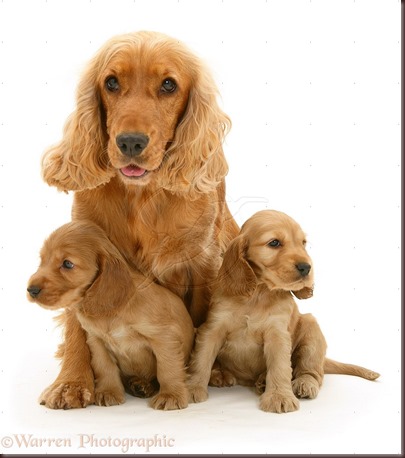 Amazing Animals Pictures Cocker Spaniel (9)