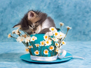 Gatito entre flores