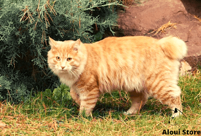 Kurilian Bobtail Cat