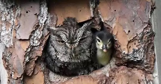 Owl Raises Duck Eggs Believing They Are Her Own