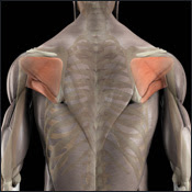 what is scapula