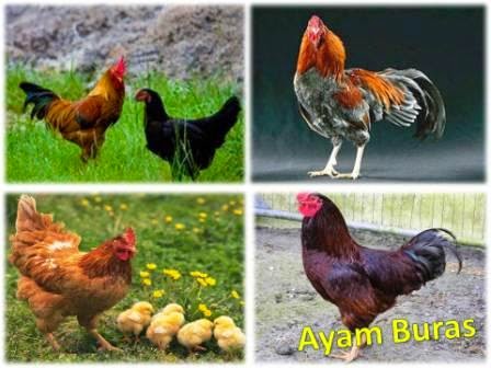 Tips Pemberian Makan Ayam Buras