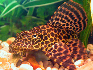 Ikan sapu-sapu hias jenis Leopard