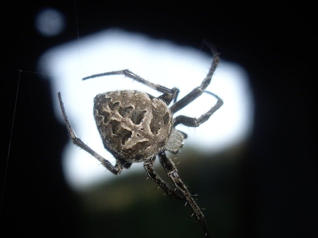 Barn Spider Wallpapers Fun Animals Wiki Videos HD Wallpapers Download Free Images Wallpaper [wallpaper981.blogspot.com]