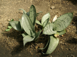 Sansevieria trifasciata 'Silver Hahnii'