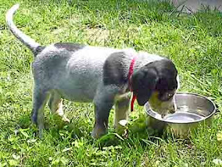 Bluetick Coonhound Puppy Pictures