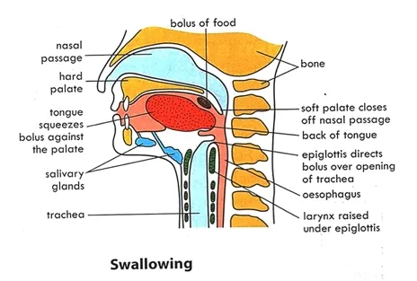 Deglutition