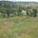 View album