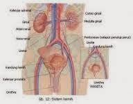 Obat Alami Sipilis Pada Pria