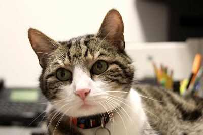A head shot of Geoge the Cat, a grey tigger-stripe cat