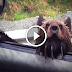 Grizzly Bear Cubs Hitch a Ride