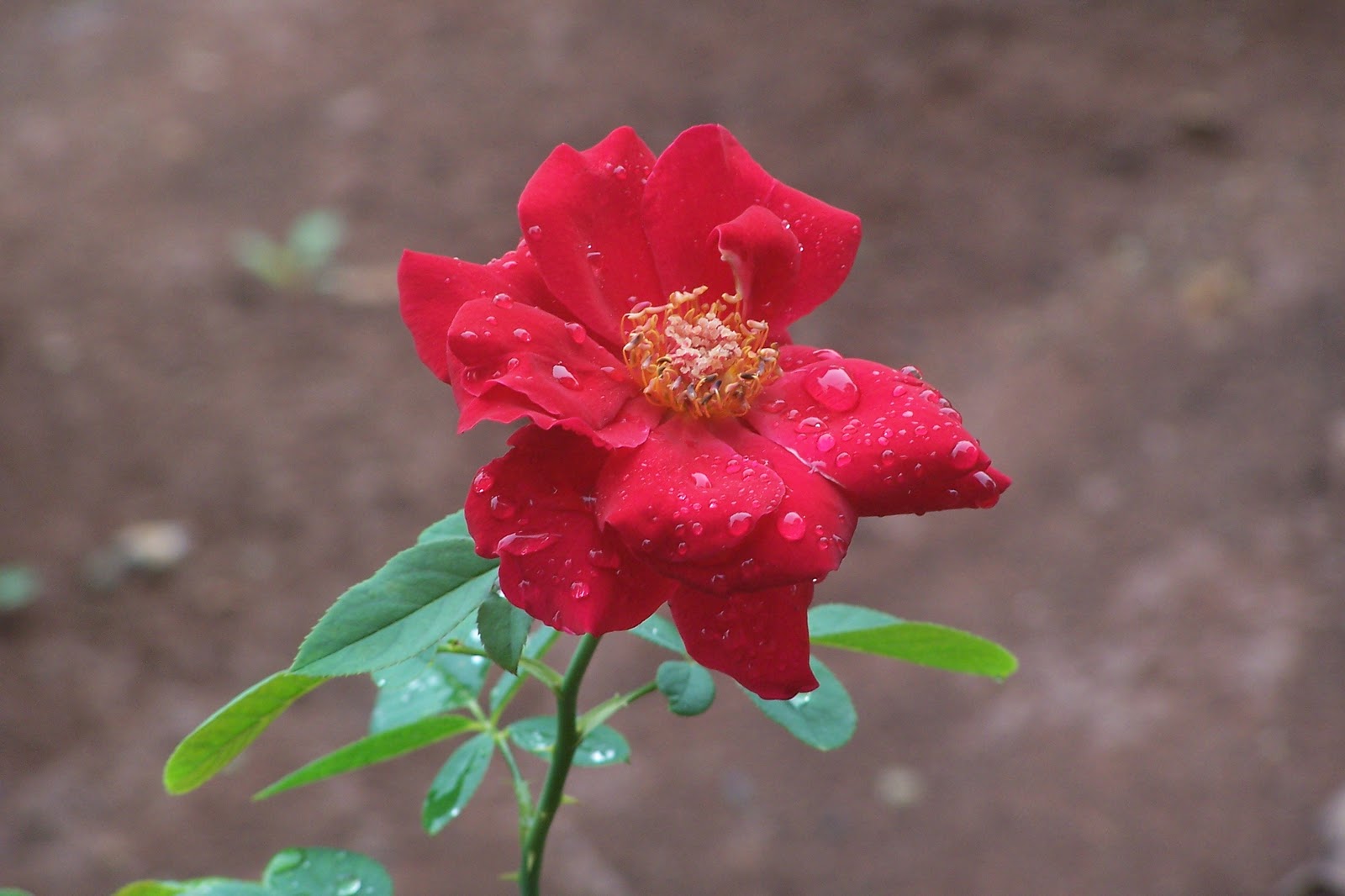  bunga mawar itu pun mekar di pagi hari setelah malam 