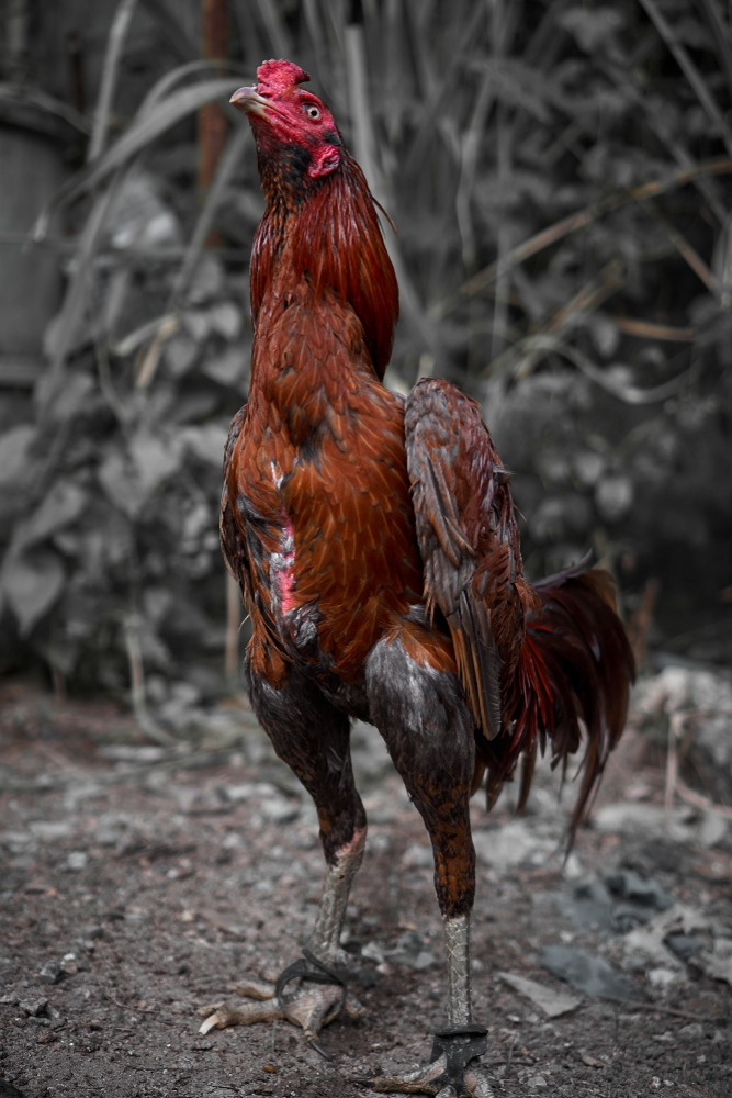5 Ramuan Tradisional Ampuh untuk Ayam  Bangkok  Lumpuh 