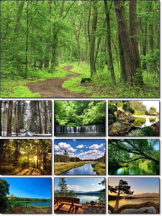 wallpaper forest. Forest Wallpapers Pack Size: