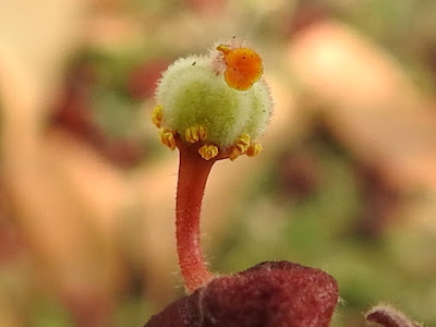 掌葉蘋婆的兩性花