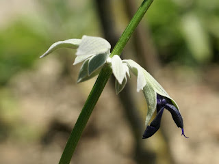 Sauge du Pérou - Salvia discolor - Sauge à fleur noire